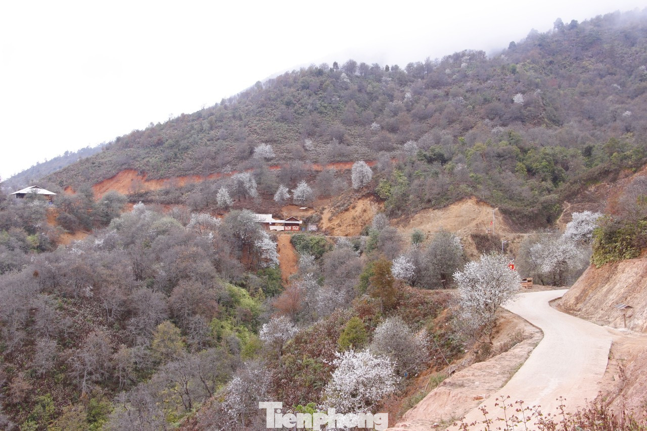 Về Tây Bắc những ngày cuối xuân, du khách chẳng thể rời mắt khỏi những cánh rừng sơn tra trắng muốt, trải dài đến hút tầm mắt.