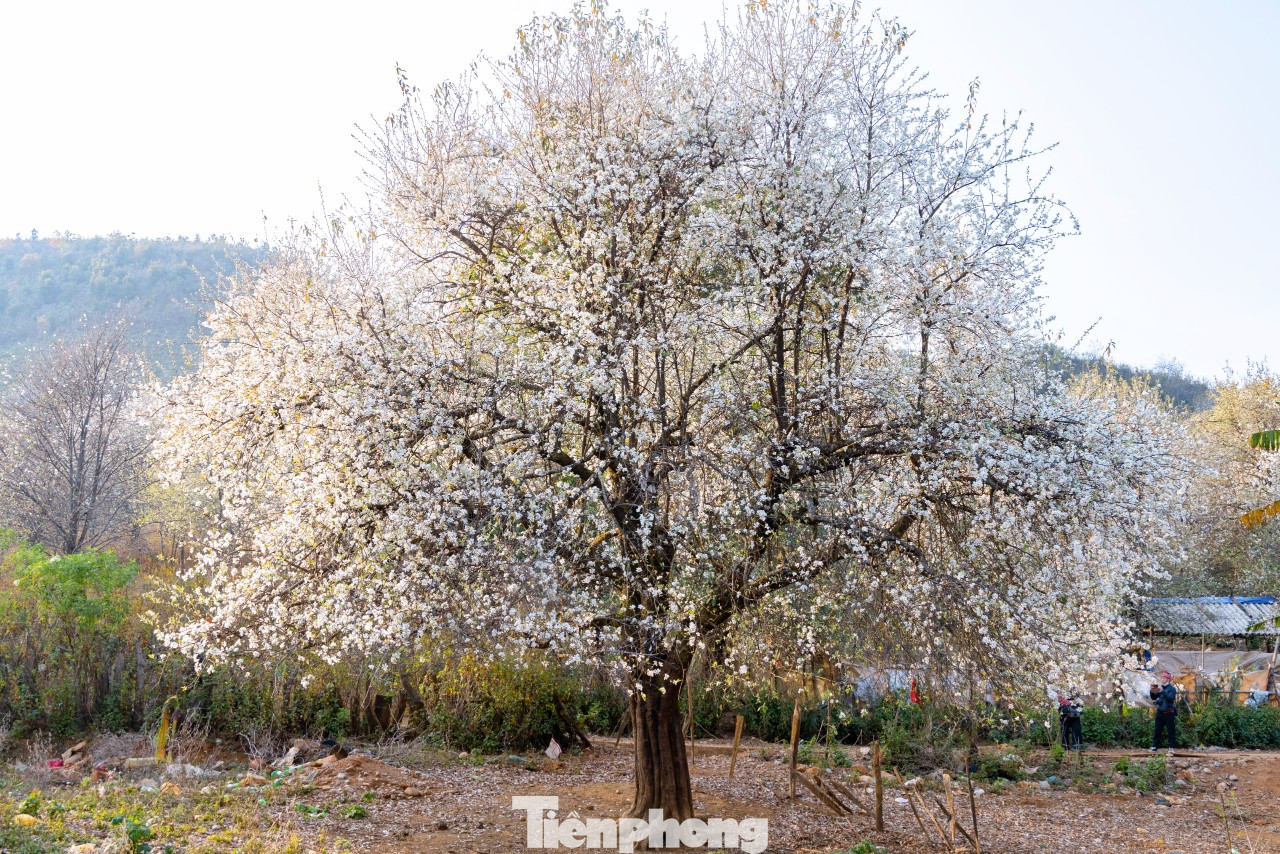 Nói về sơn tra, bà con Sin Suối Hồ thủ thỉ: Một đời sơn tra là một đời người Mông, sinh ra trên sỏi đá cằn cỗi rồi ra hoa, kết quả trong nắng gió, dù có bão giông, khắc nghiệt vẫn bung sắc trắng muốt và kiêu hãnh giữa đại ngàn. (Ảnh: Lộc Liên)