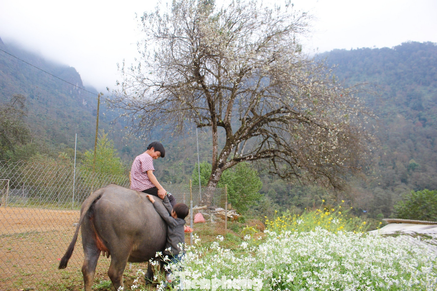 Hình ảnh thiếu nữ Mông ngồi thêu váy hoa, chàng trai thổi khèn, hay lũ trẻ nô đùa dưới gốc sơn tra từ lâu đã trở thành chủ đề sáng tác của thi, ca và nhạc, họa. (Ảnh: Lộc Liên)