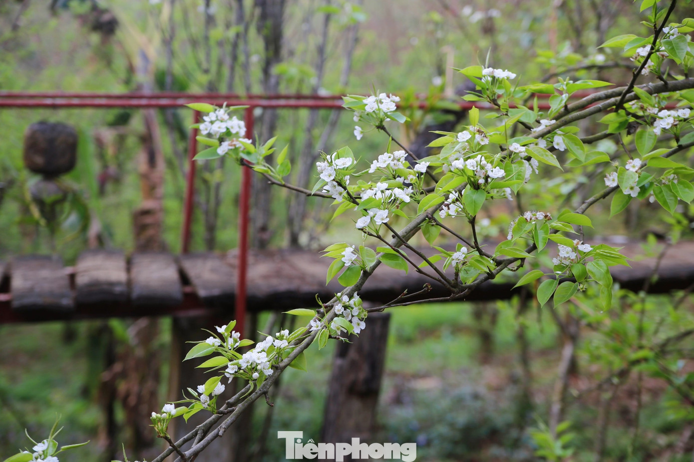 Không chỉ sơn tra, về Lai Châu mùa này du khách còn được chìm đắm trong sắc lê trắng và màu vàng của hoa cải. (Ảnh: Lộc Liên)