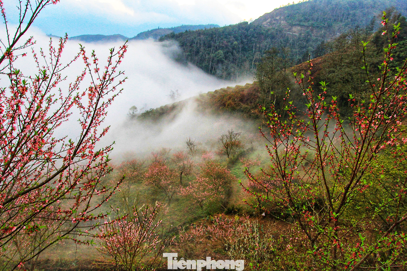 Từ chân núi đến đỉnh núi, vườn đào cổ thụ của bà con người Mông bung sắc thắm trong làn mây núi khiến người ta liên tưởng đến những "rừng đào mười dặm". (Ảnh: Lộc Liên)