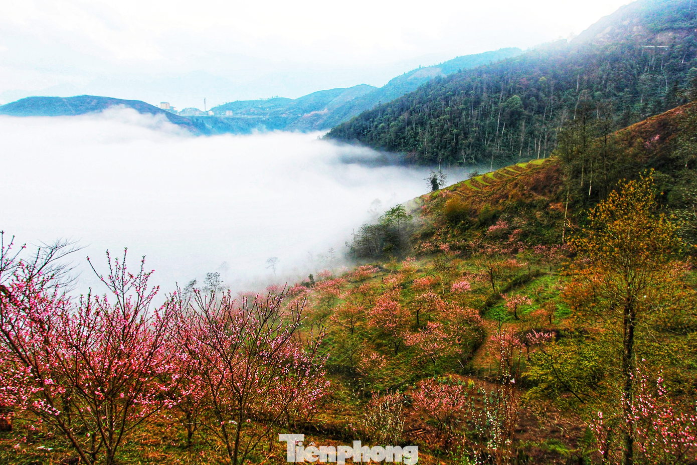 (Ảnh: Lộc Liên)