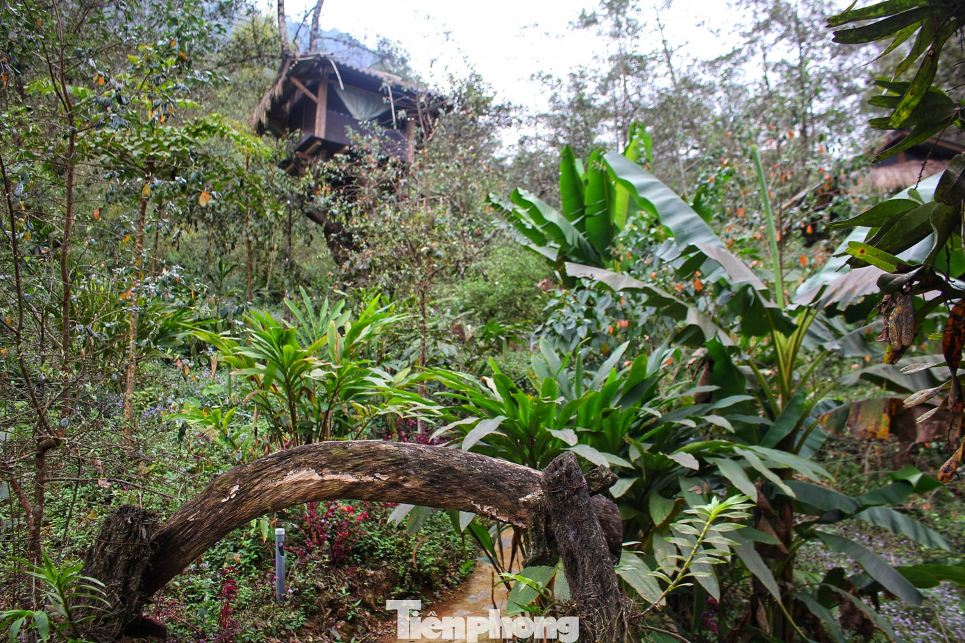 “Già làng bảo rừng là vàng, biển là bạc nên chúng mình luôn muốn bảo vệ rừng nhiều nhất có thể, chúng mình không muốn vì xây một ngôi nhà mà phá đi cả một cánh rừng nên chúng mình chọn làm nhà trên cây, cùng cây lớn lên và đi qua bốn mùa. Mình cũng hi vọng bà con ở khắp nơi nếu có làm nhà thì hãy tìm cách bảo vệ và sống chung với thiên nhiên nhiều nhất có thể”, Hẳng A Xà, một trong những người tiên phong làm du lịch và là chủ của khu nhà tổ chim ở Sin Suối Hồ chia sẻ.