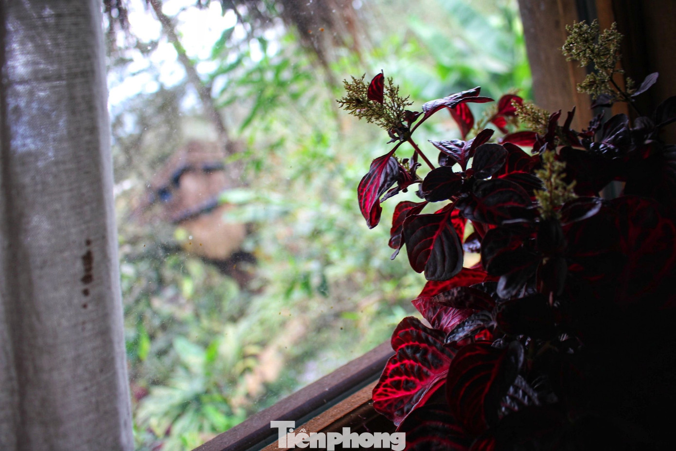 Ở trong nhà tổ chim, du khách sẽ được đón bình mình trên cây, nghe tiếng chim hót líu lo quanh nhà hòa vào tiếng hát của những thiếu nữ Mông.