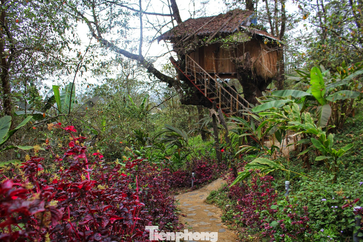 Nằm dưới chân đỉnh Sơn Bạc Mây của huyện Phong Thổ, tỉnh Lai Châu, bản du lịch cộng đồng Sin Suối Hồ từ lâu nổi tiếng với cảnh sắc thiên nhiên trong lành, mát mẻ. Đặc biệt, đến nơi này, nhiều du khách không khỏi tò mò với những ngôi nhà tổ chim trên cây cổ thụ của đồng bào người Mông.