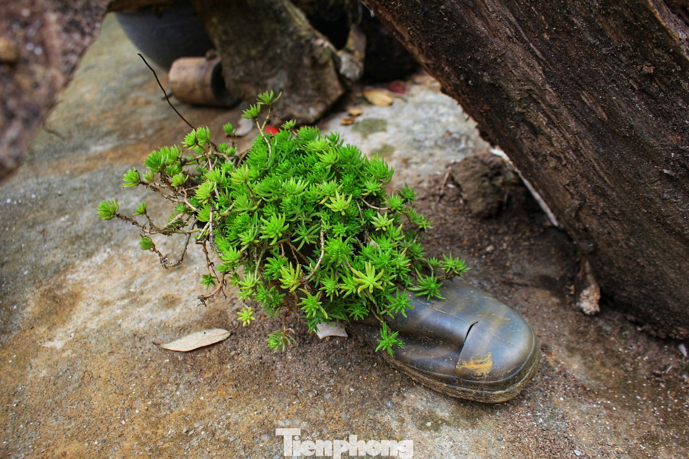 Lối lên các ngôi nhà được làm bằng đá, trồng những loại cây của địa phương.