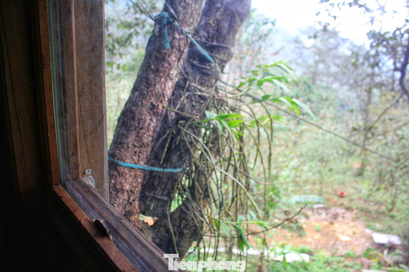 Ở trong nhà tổ chim, du khách sẽ được đón bình mình trên cây, nghe tiếng chim hót líu lo quanh nhà hòa vào tiếng hát của những thiếu nữ Mông.