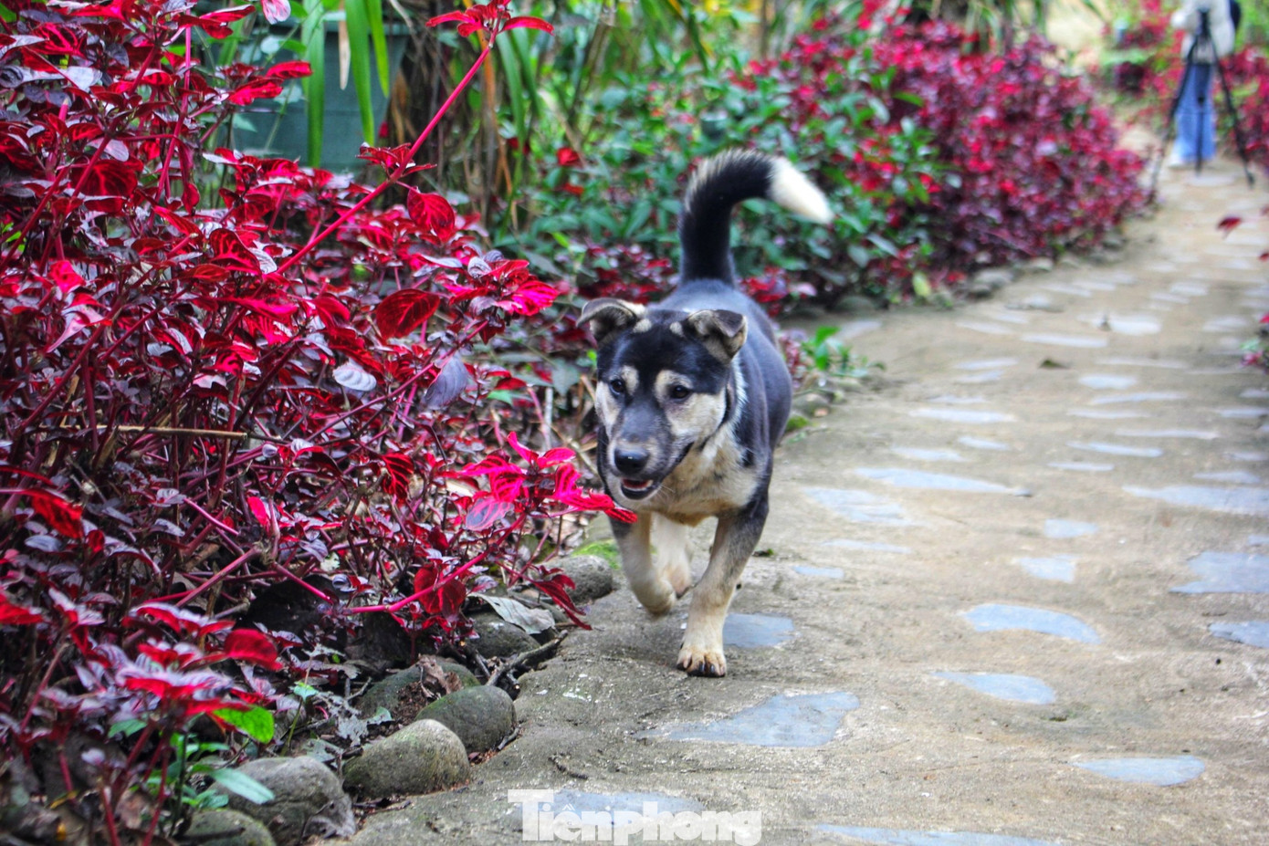 Lối lên các ngôi nhà được làm bằng đá, trồng những loại cây của địa phương.