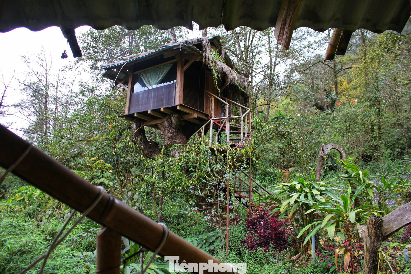 Ở trong nhà tổ chim, du khách sẽ được đón bình mình trên cây, nghe tiếng chim hót líu lo quanh nhà hòa vào tiếng hát của những thiếu nữ Mông.