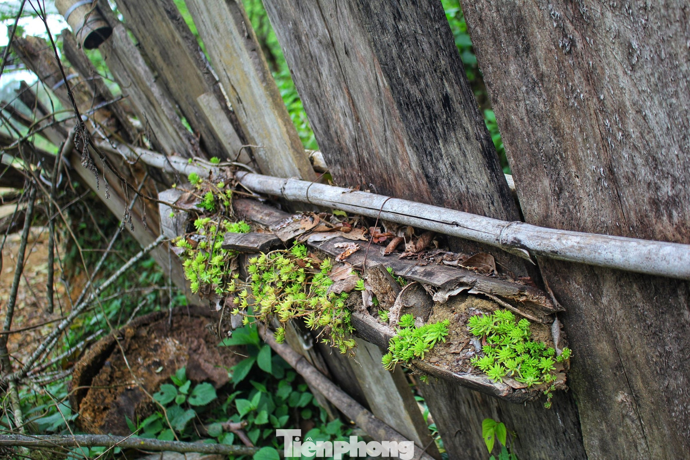 Lối lên các ngôi nhà được làm bằng đá, trồng những loại cây của địa phương.