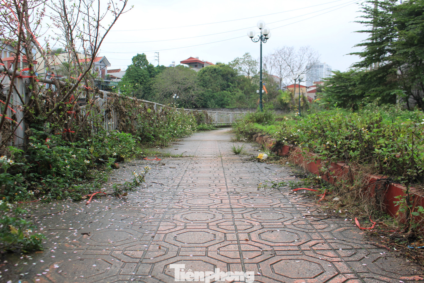 Nhìn khung cảnh này, người ta liên tưởng đến lối đi của những công viên bỏ hoang chứ không phải lối đi bộ cho cư dân của một khu đô thị giữa lòng thành phố. (Ảnh: Lộc Liên) Nhìn khung cảnh này, người ta liên tưởng đến lối đi của những công viên bỏ hoang chứ không phải lối đi bộ cho cư dân của một khu đô thị giữa lòng thành phố. (Ảnh: Lộc Liên)