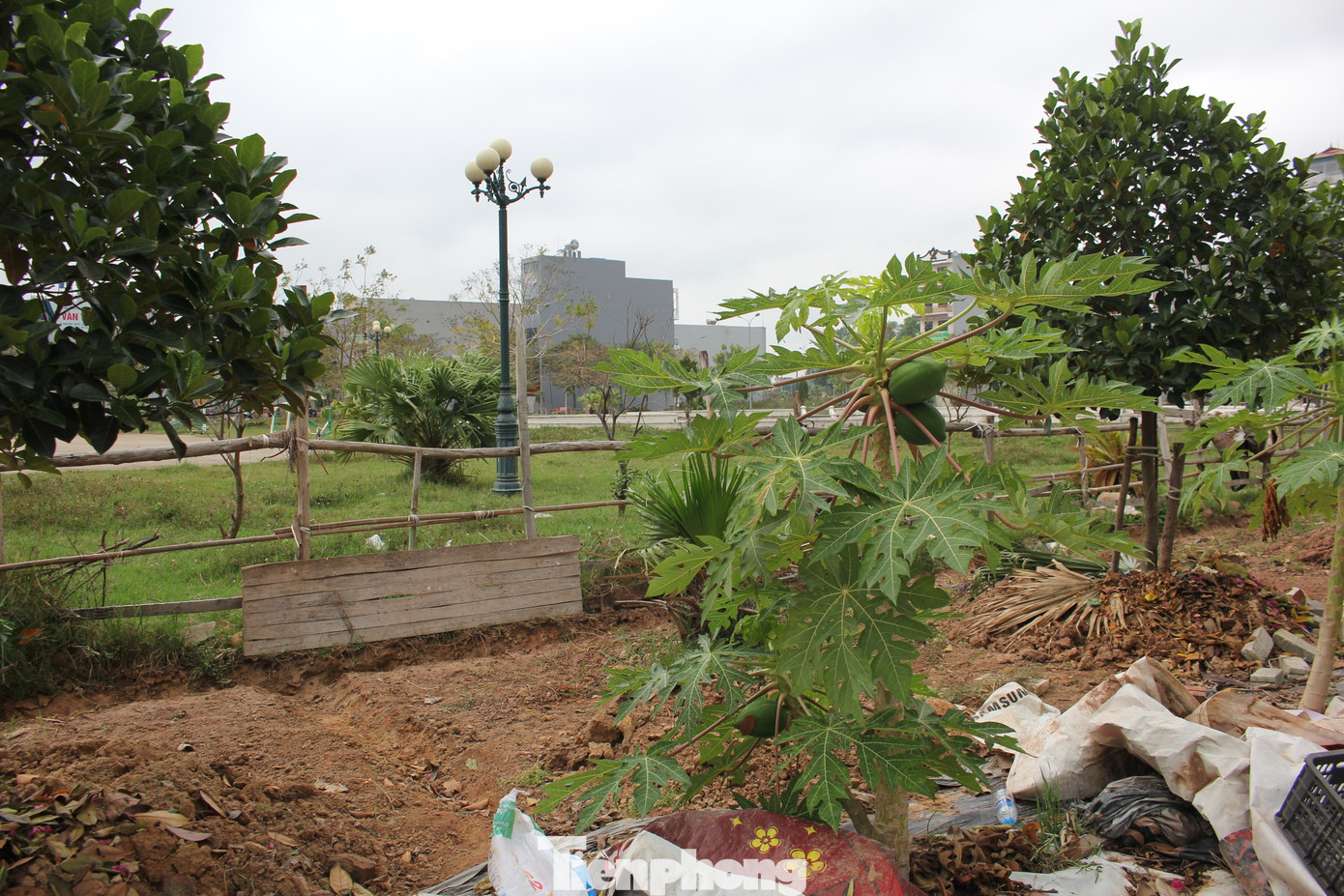Công viên nội khu, nơi được coi là điểm nhấn của Khu đô thị mới Đồng Cửa xơ xác, bị người dân chiếm dụng để quây thép gai, đóng cọc rào kiên cố để trồng cây ăn quả lâu năm. (Ảnh: Lộc Liên) Công viên nội khu, nơi được coi là điểm nhấn của Khu đô thị mới Đồng Cửa xơ xác, bị người dân chiếm dụng để quây thép gai, đóng cọc rào kiên cố để trồng cây ăn quả lâu năm. (Ảnh: Lộc Liên)
