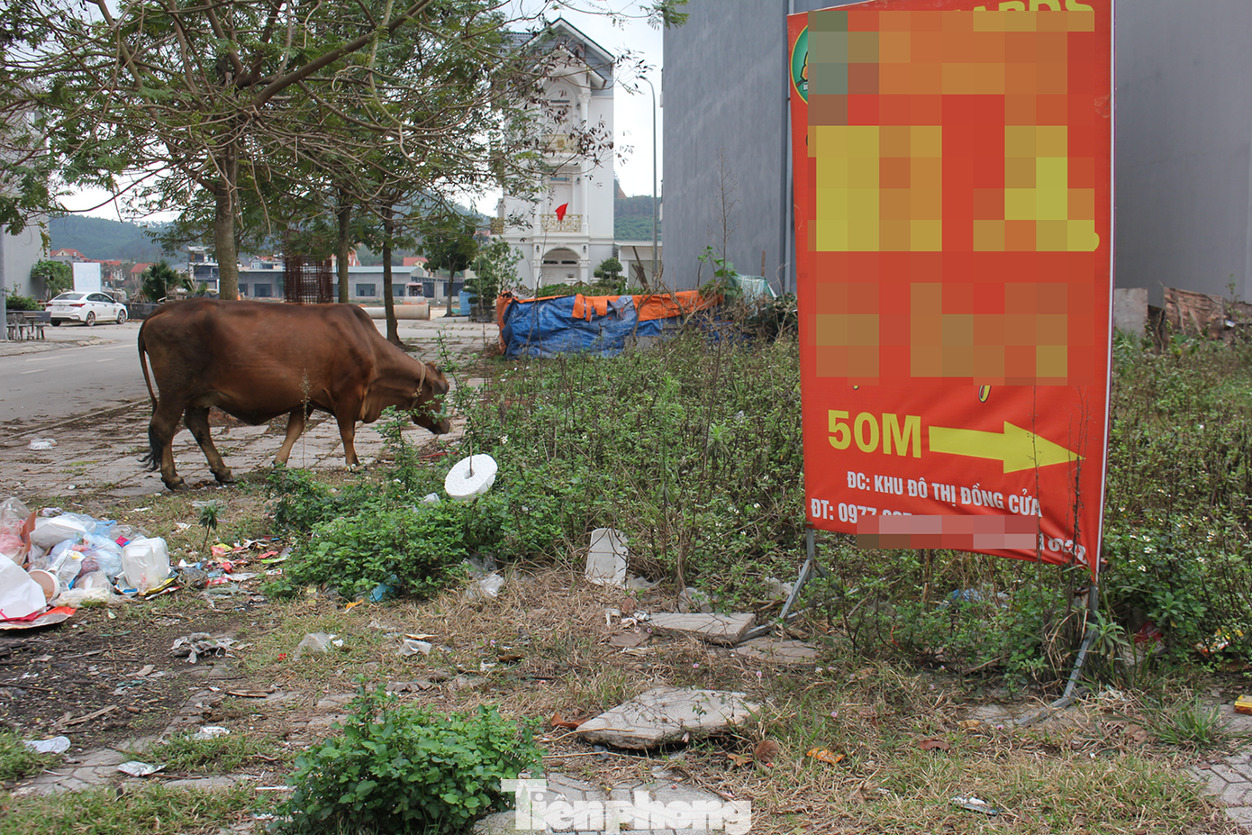 Khu đô thị điểm nhấn của tỉnh Bắc Giang vẫn nhan nhản hình ảnh rác thải vứt tứ tung, trâu, bò thong dong gặm cỏ. Khu đô thị điểm nhấn của tỉnh Bắc Giang vẫn nhan nhản hình ảnh rác thải vứt tứ tung, trâu, bò thong dong gặm cỏ.