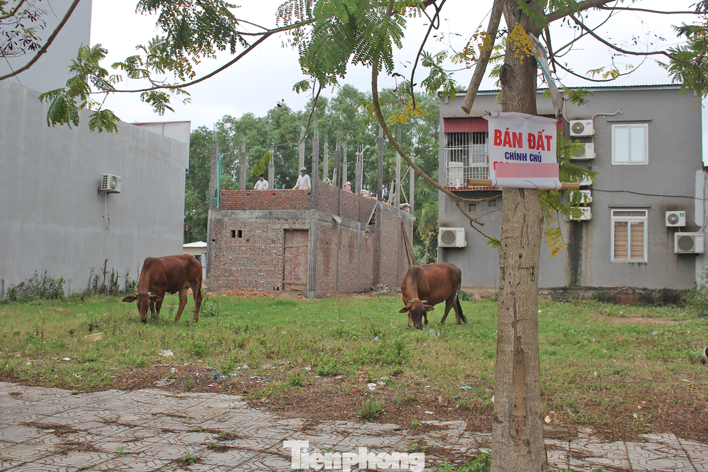 Khu đô thị điểm nhấn của tỉnh Bắc Giang vẫn nhan nhản hình ảnh rác thải vứt tứ tung, trâu, bò thong dong gặm cỏ. Khu đô thị điểm nhấn của tỉnh Bắc Giang vẫn nhan nhản hình ảnh rác thải vứt tứ tung, trâu, bò thong dong gặm cỏ.
