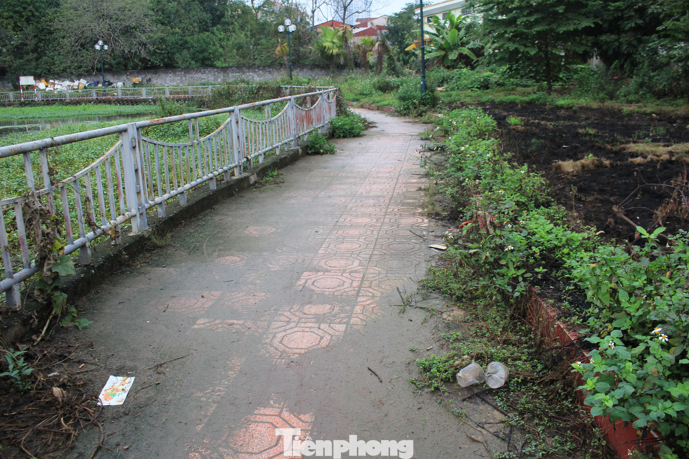 Hồ điều hòa của khu đô thị cỏ dại mọc che kín lối đi, bùn đất nhầy nhụa vì mỗi đợt có mưa lớn, nước dưới hồ dâng ngập cả lối đi. (Ảnh: Lộc Liên) Hồ điều hòa của khu đô thị cỏ dại mọc che kín lối đi, bùn đất nhầy nhụa vì mỗi đợt có mưa lớn, nước dưới hồ dâng ngập cả lối đi. (Ảnh: Lộc Liên)