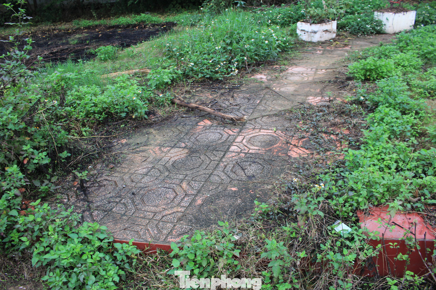 Hồ điều hòa của khu đô thị cỏ dại mọc che kín lối đi, bùn đất nhầy nhụa vì mỗi đợt có mưa lớn, nước dưới hồ dâng ngập cả lối đi. (Ảnh: Lộc Liên) Hồ điều hòa của khu đô thị cỏ dại mọc che kín lối đi, bùn đất nhầy nhụa vì mỗi đợt có mưa lớn, nước dưới hồ dâng ngập cả lối đi. (Ảnh: Lộc Liên)