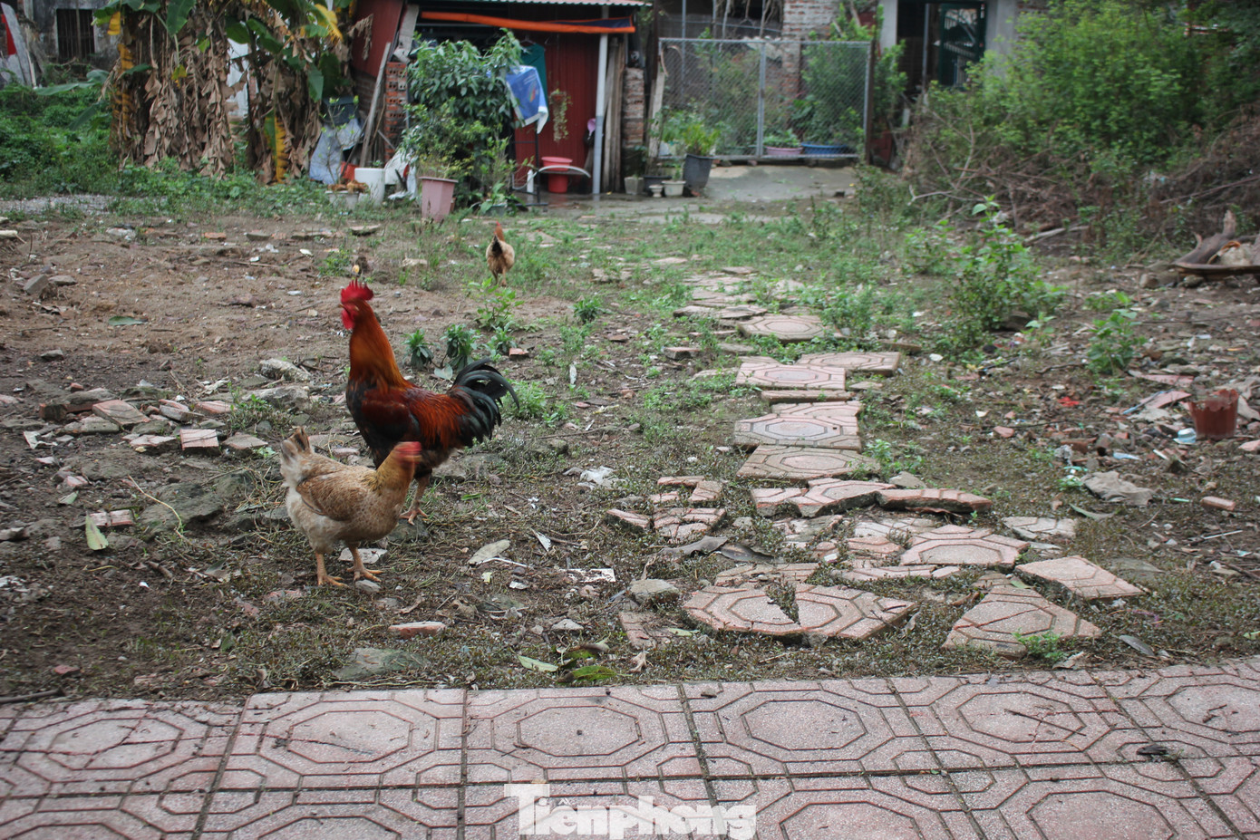 Vỉa hè khu đô thị không được chăm chút, nhiều nơi thành chỗ tập kết rác thải, đất đá hoặc thành bãi chăn thả gia cầm của người dân. (Ảnh: Lộc Liên) Vỉa hè khu đô thị không được chăm chút, nhiều nơi thành chỗ tập kết rác thải, đất đá hoặc thành bãi chăn thả gia cầm của người dân. (Ảnh: Lộc Liên)