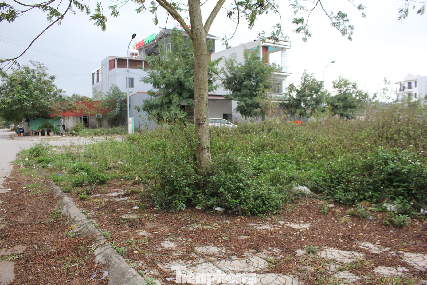 Vỉa hè vỡ nát, cỏ dại mọc um tùm trong Khu đô thị mới Đồng Cửa, huyện Lục Nam, tỉnh Bắc Giang (Ảnh: Lộc Liên) Vỉa hè vỡ nát, cỏ dại mọc um tùm trong Khu đô thị mới Đồng Cửa, huyện Lục Nam, tỉnh Bắc Giang (Ảnh: Lộc Liên)