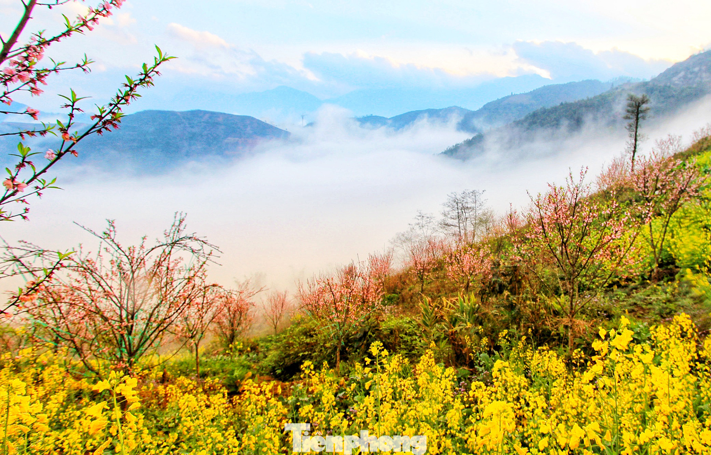 Vượt qua mùa đông khắc nghiệt, những nụ hoa mỏng manh đang mạnh mẽ vươn mình, khoe sắc trong nắng sớm, tượng trưng cho sức sống mãnh liệt của con người miền sơn cước. (Ảnh: Lộc Liên)