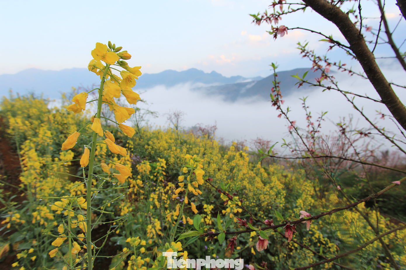 (Ảnh: Lộc Liên)