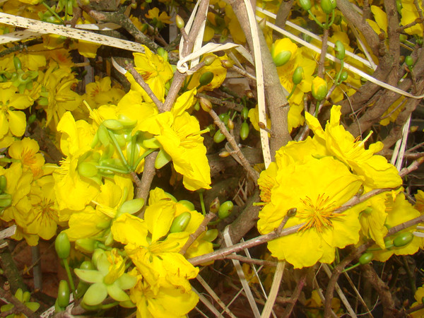 Nhiều cây vẫn chưa được cởi bỏ lạt chằng sau quá trình di chuyển