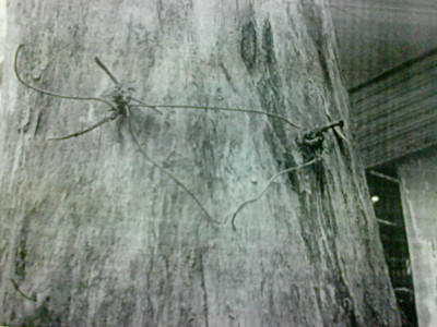 Đoàn kiểm tra nhận thấy, hai cây chết có dấu hiệu bị đóng đinh, đốt gốc