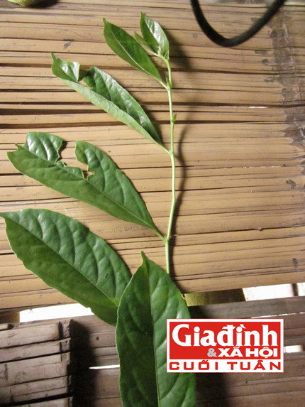 Lá thuốc quý có khả năng chữa bỏng và liền sẹo hiệu nghiệm. Ảnh: T.G