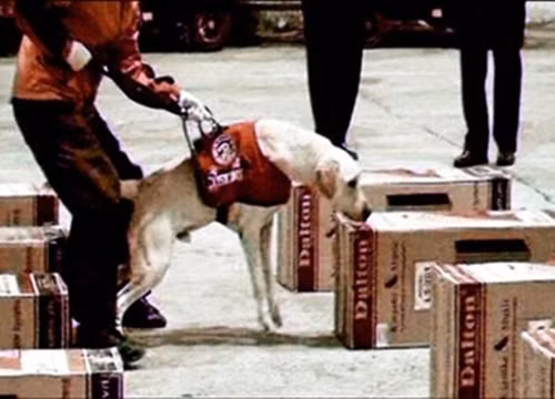 Hàng hóa trong container là các dàn loa. Ảnh: LibertyTimes