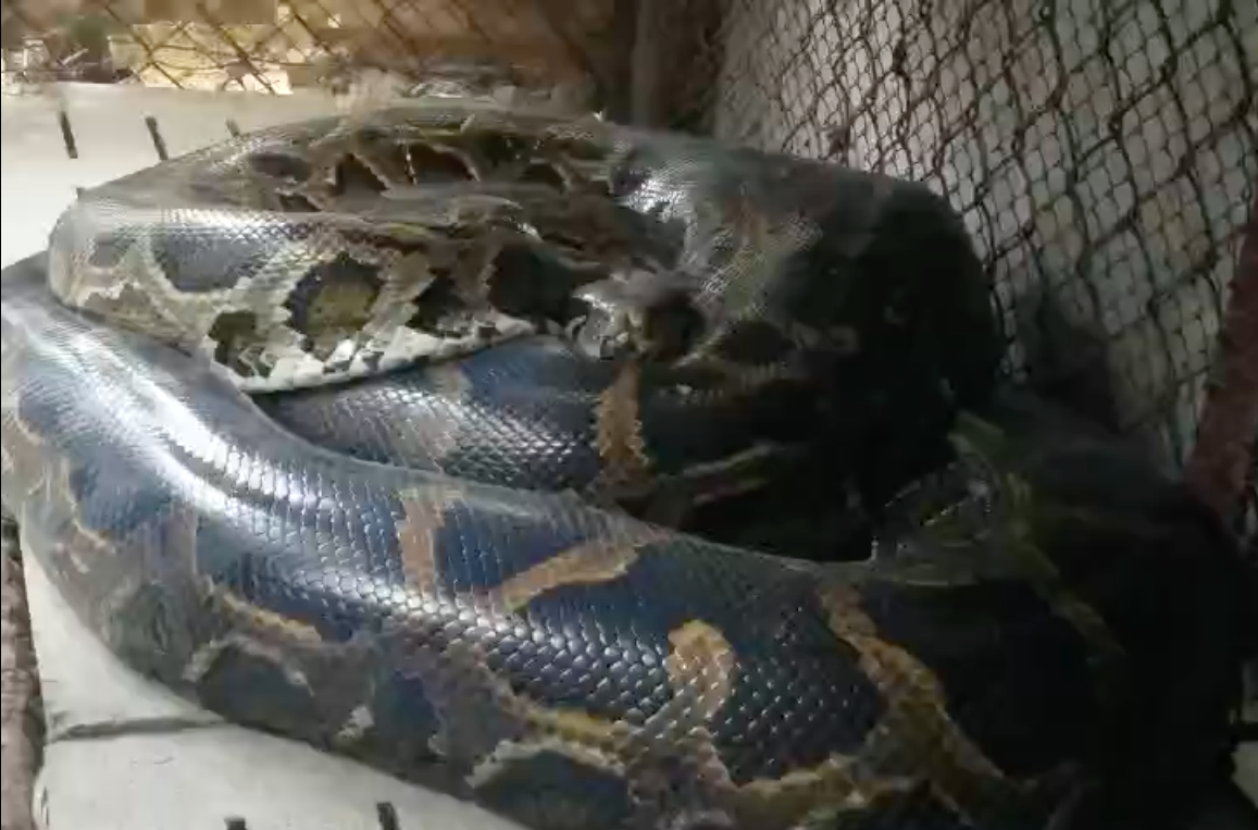 Sau 23 năm được gia đình ông Quốc nuôi dưỡng, con trăn đã dài 4,5m và nặng đến 63kg. Sau 23 năm được gia đình ông Quốc nuôi dưỡng, con trăn đã dài 4,5m và nặng đến 63kg.