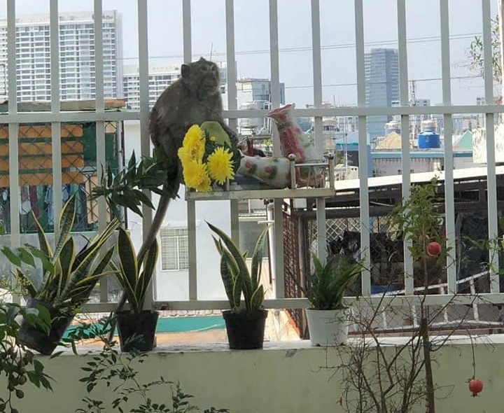 Con khỉ thường xuyên đột nhập vào nhiều căn nhà để tìm kiếm thức ăn và gây đổ vỡ đồ đạc. (Hình ảnh do người dân cung cấp)