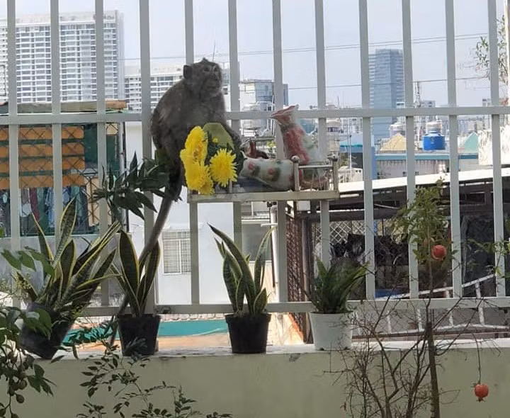 Con khỉ thường xuyên đột nhập vào nhiều căn nhà để tìm kiếm thức ăn và gây đổ vỡ đồ đạc. (Hình ảnh do người dân cung cấp) Con khỉ thường xuyên đột nhập vào nhiều căn nhà để tìm kiếm thức ăn và gây đổ vỡ đồ đạc. (Hình ảnh do người dân cung cấp)