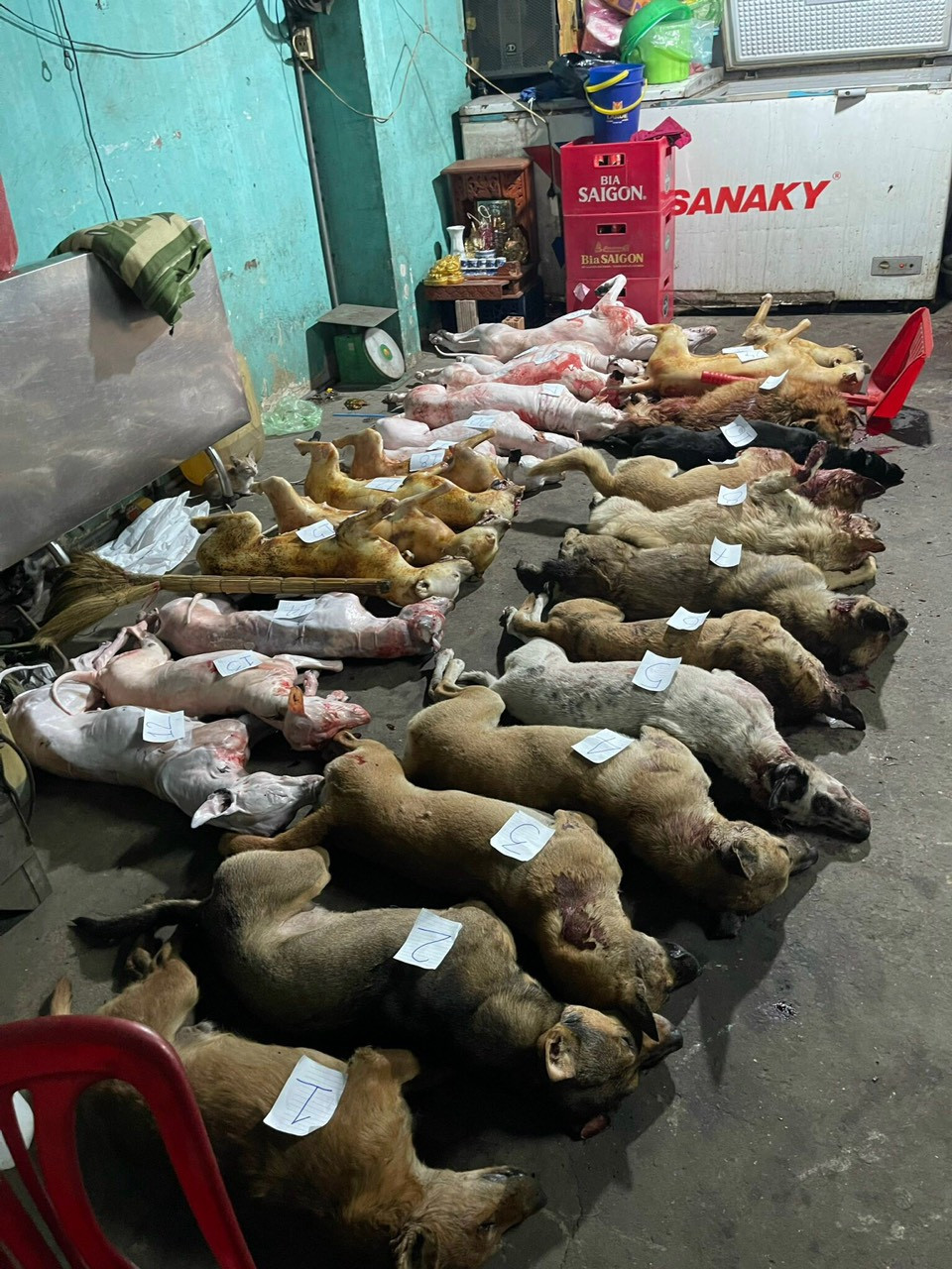 Kiểm tra hành chính căn nhà, cơ quan chức năng phát hiện hàng chục con chó đã chết.