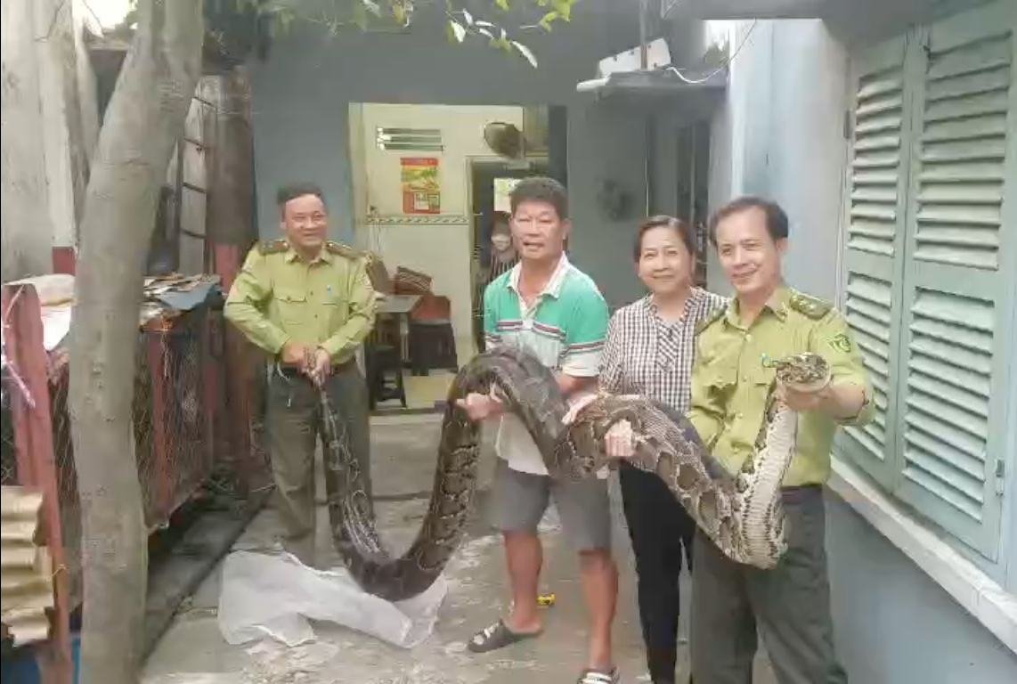 Gia đình ông Quốc bàn giao con trăn cho cán bộ kiểm lâm. Gia đình ông Quốc bàn giao con trăn cho cán bộ kiểm lâm.