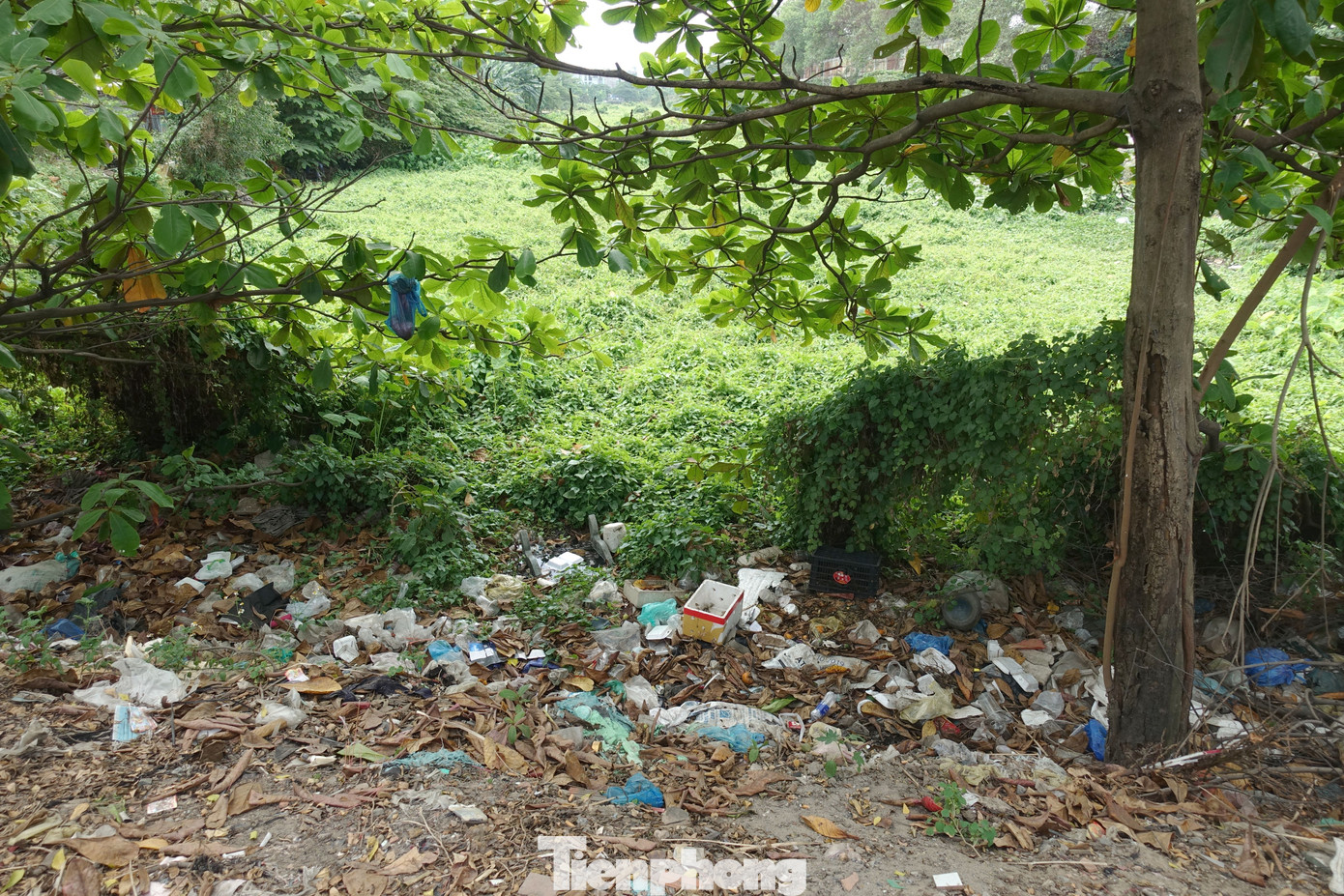 Rác thải tràn lan ven kênh Tham Lương (đoạn qua phường Bình Hưng Hòa, quận Bình Tân).