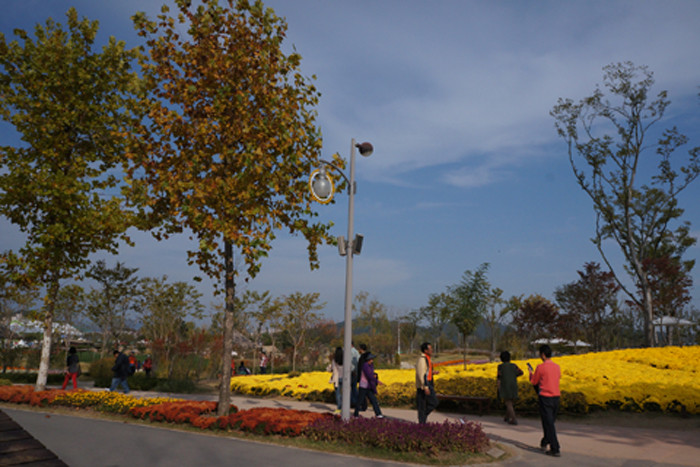 Mùa thu vàng tại triển lãm vườn quốc tế ở TP Suncheon. Mùa thu vàng tại triển lãm vườn quốc tế ở TP Suncheon