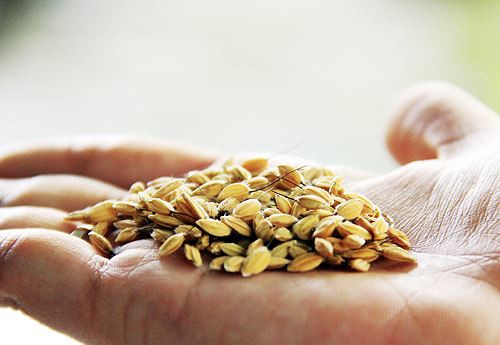 Lạ lùng nếp đắng ảnh 3