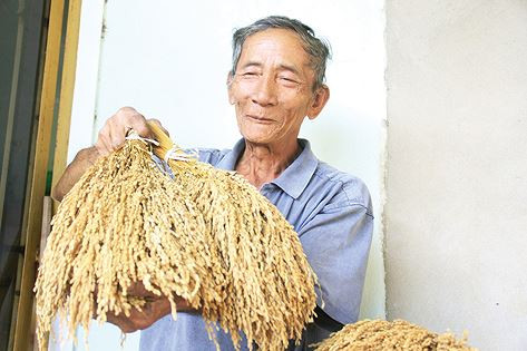 Lạ lùng nếp đắng ảnh 1