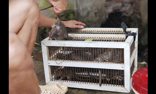 Những con chuột được đưa tới các nhà hàng ở huyện Đan Phượng