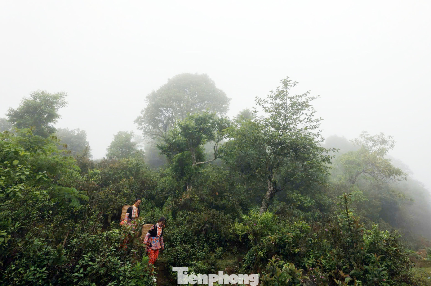 Rừng chè cổ thụ quanh năm sương phủ. Rừng chè cổ thụ quanh năm sương phủ.