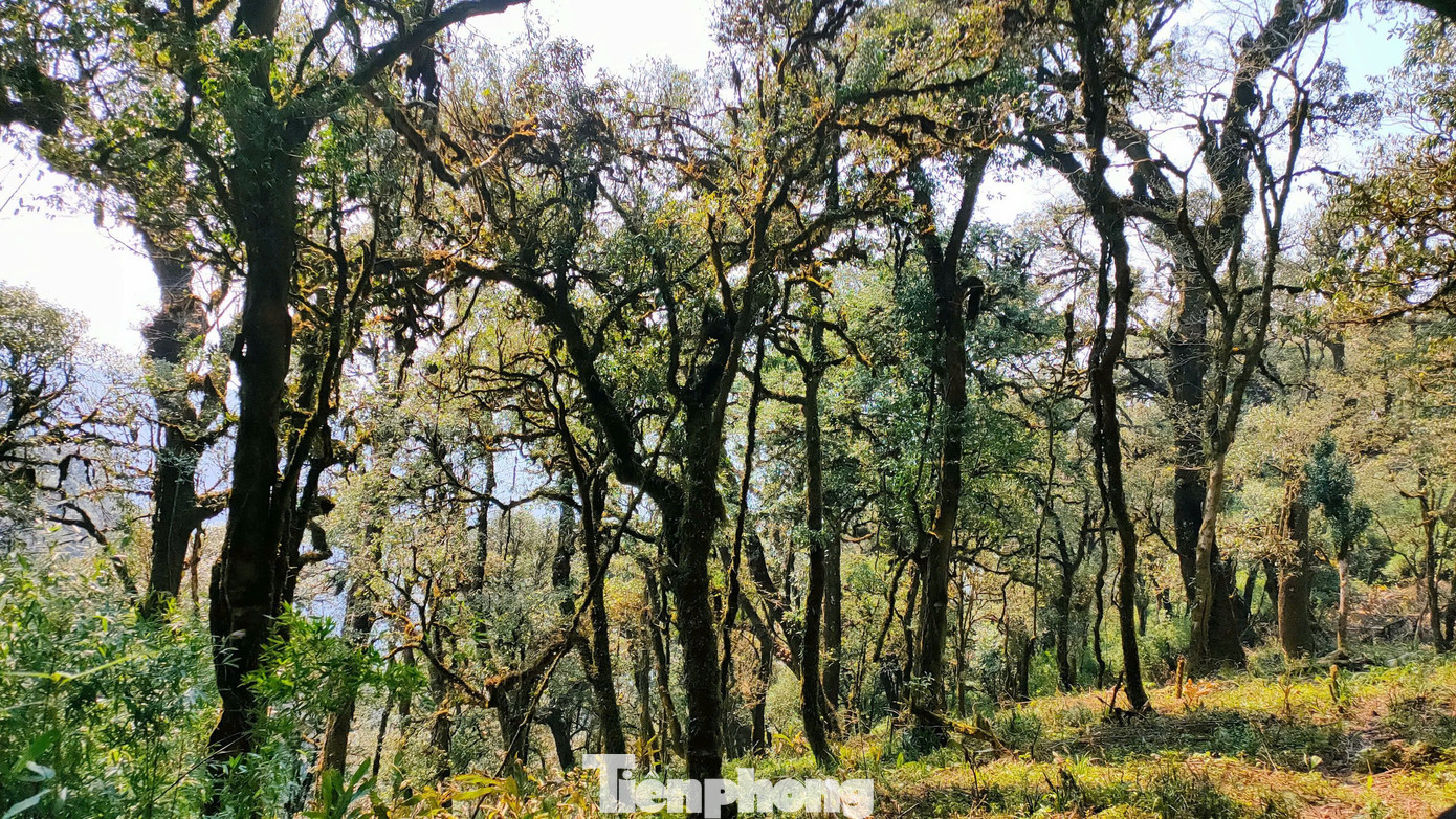 Rừng chè Shan tuyết cổ thụ nghìn năm tuổi. Rừng chè Shan tuyết cổ thụ nghìn năm tuổi.