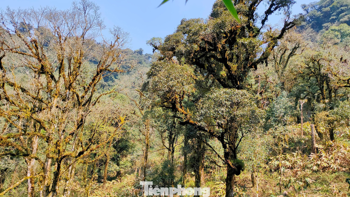 Những cây chè rêu phong phủ kín. Những cây chè rêu phong phủ kín.