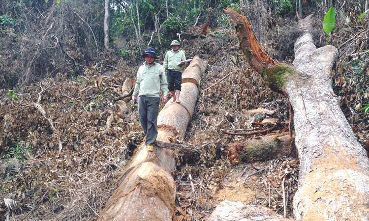 Rừng Sông Tranh bị tàn phá. Ảnh: Nguyễn Thành