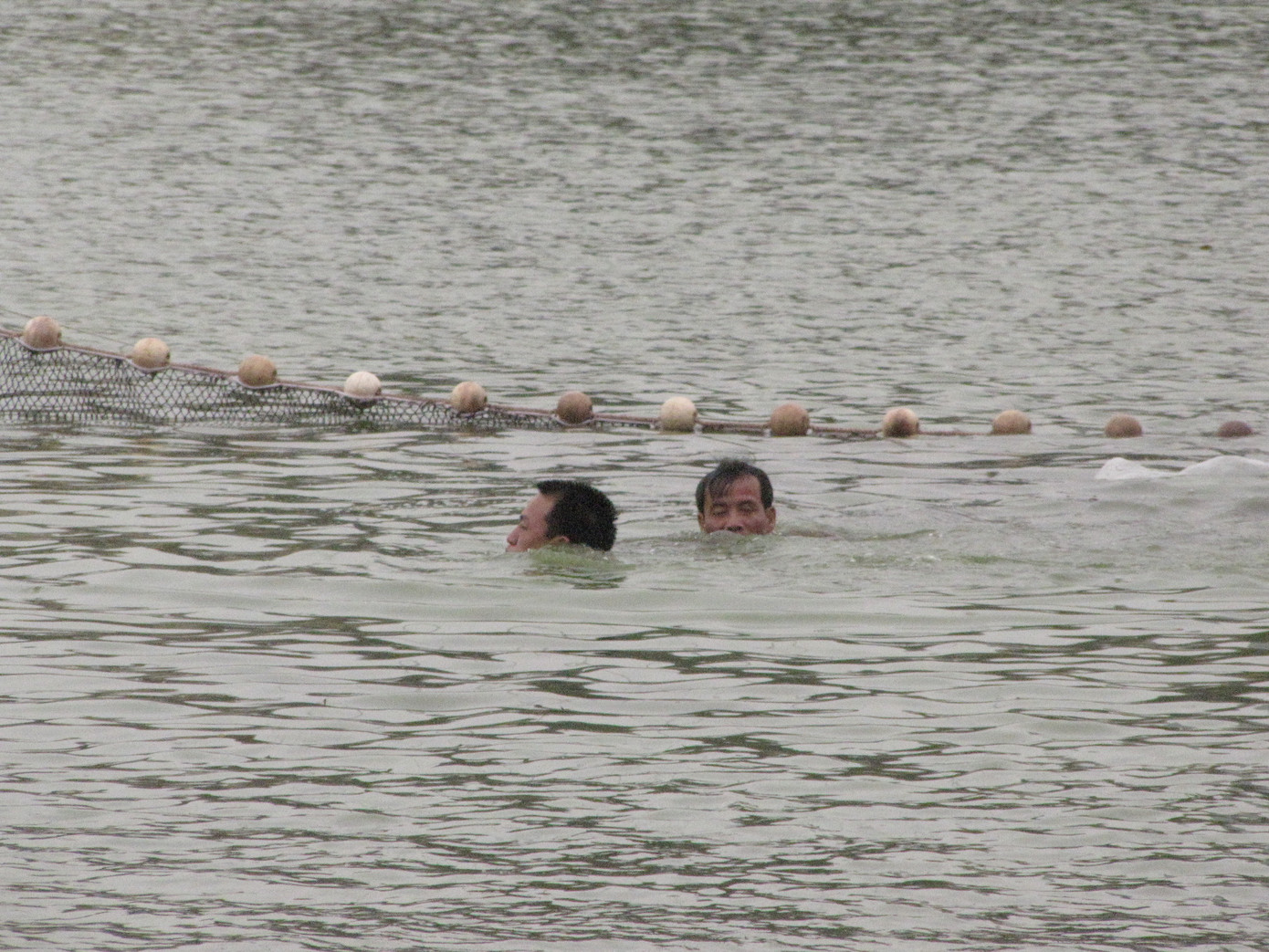 Hai thợ lặn bám sát, lai dắt cụ rùa vào lồng sắt