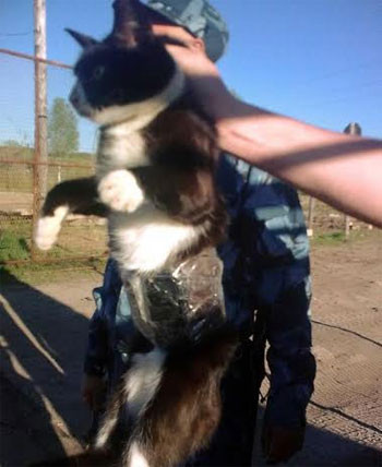 Dùng chuột “phát chuyển nhanh” ma túy trong trại giam ảnh 2