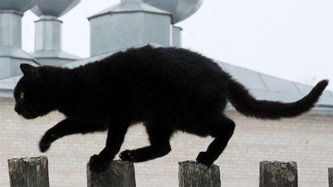 Dùng chuột “phát chuyển nhanh” ma túy trong trại giam ảnh 1