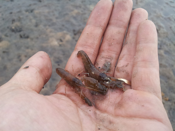 Tôm bãi Kái Xà Cong, mồi ưa thích của dân câu – có giá 5.000 đồng