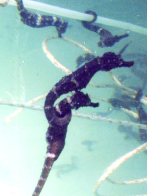 Cá ngựa vằn thương phẩm vừa sản xuất thành công ở Đà Nẵng. Ảnh: Nguyễn Huy