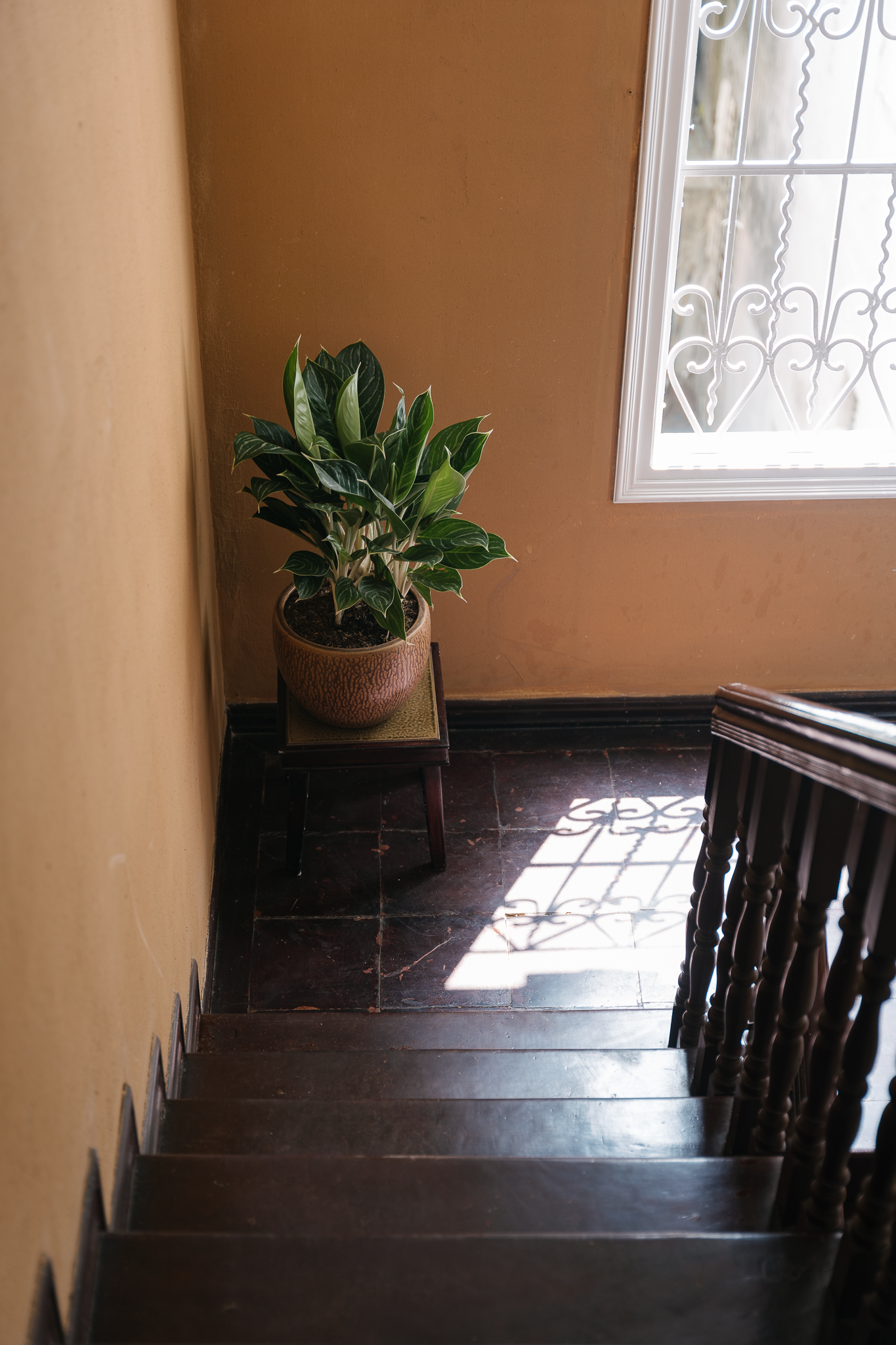 Ánh sáng tự nhiên tràn vào ngôi nhà, kết hợp cùng cây xanh khiến không gian thêm thông thoáng.