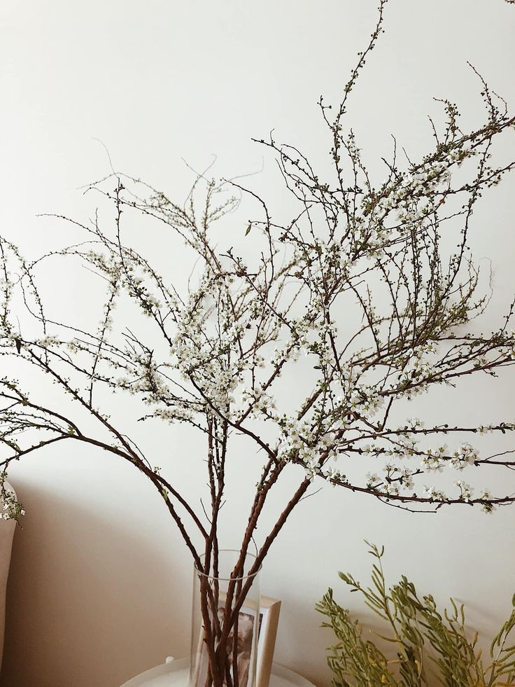 Mận trắng là điểm nhấn với vẻ ngoài phong sương