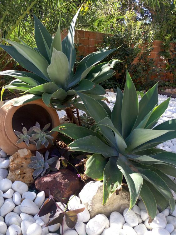 Ảnh: Pinterest Ảnh: Pinterest